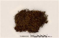 藏品(砂苔屬)的圖片